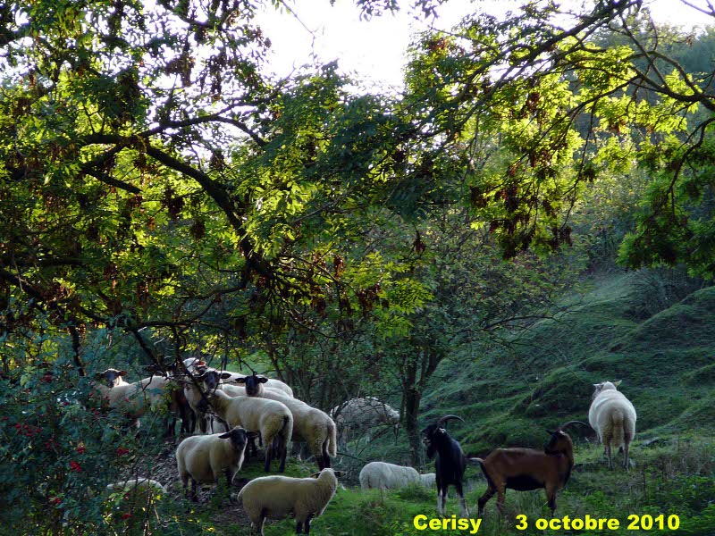 143_02 Cerisy.jpg